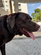 Buckled Dog Collar