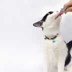 Pet Necklace - Lite
