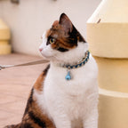 Cat Collar